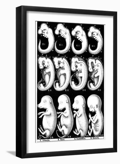 Haeckel's Comparision of Embryos of Pig, Cow, Rabbit and Man-Ernst Heinrich Philipp August Haeckel-Framed Giclee Print