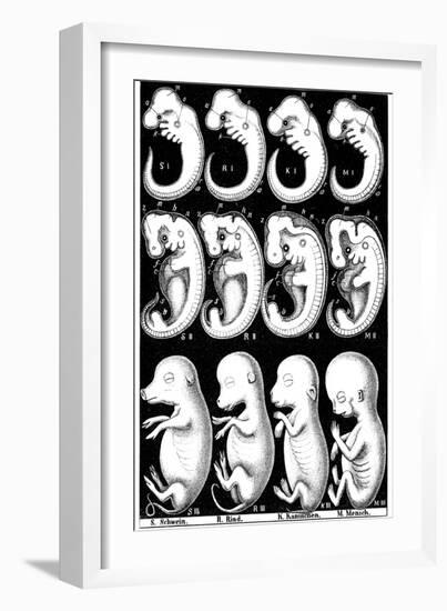 Haeckel's Comparision of Embryos of Pig, Cow, Rabbit and Man-Ernst Heinrich Philipp August Haeckel-Framed Giclee Print