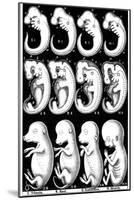 Haeckel's Comparision of Embryos of Pig, Cow, Rabbit and Man-Ernst Heinrich Philipp August Haeckel-Mounted Giclee Print