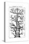 Haeckel's Scheme of Evolution Displayed in the Form of a Tree, 1910-Ernst Heinrich Philipp August Haeckel-Stretched Canvas