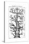 Haeckel's Scheme of Evolution Displayed in the Form of a Tree, 1910-Ernst Heinrich Philipp August Haeckel-Stretched Canvas