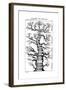 Haeckel's Scheme of Evolution Displayed in the Form of a Tree, 1910-Ernst Heinrich Philipp August Haeckel-Framed Giclee Print