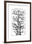 Haeckel's Scheme of Evolution Displayed in the Form of a Tree, 1910-Ernst Heinrich Philipp August Haeckel-Framed Giclee Print