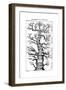 Haeckel's Scheme of Evolution Displayed in the Form of a Tree, 1910-Ernst Heinrich Philipp August Haeckel-Framed Giclee Print