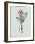 Haemanthus Multiflorus - Celadon-Pierre Joseph Redoute-Framed Giclee Print