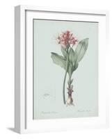 Haemanthus Multiflorus - Celadon-Pierre Joseph Redoute-Framed Giclee Print