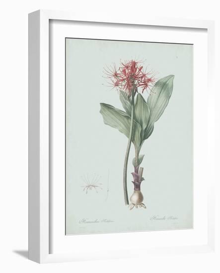 Haemanthus Multiflorus - Celadon-Pierre Joseph Redoute-Framed Giclee Print