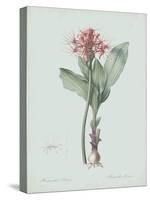 Haemanthus Multiflorus - Celadon-Pierre Joseph Redoute-Stretched Canvas