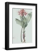 Haemanthus Multiflorus - Celadon-Pierre Joseph Redoute-Framed Giclee Print