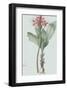 Haemanthus Multiflorus - Celadon-Pierre Joseph Redoute-Framed Giclee Print