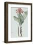 Haemanthus Multiflorus - Celadon-Pierre Joseph Redoute-Framed Giclee Print