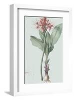 Haemanthus Multiflorus - Celadon-Pierre Joseph Redoute-Framed Giclee Print