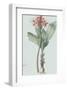 Haemanthus Multiflorus - Celadon-Pierre Joseph Redoute-Framed Giclee Print