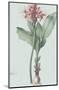 Haemanthus Multiflorus - Celadon-Pierre Joseph Redoute-Mounted Giclee Print