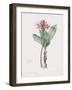 Haemanthus Multiflorus-Pierre Joseph Redoute-Framed Giclee Print