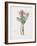 Haemanthus Multiflorus-Pierre Joseph Redoute-Framed Giclee Print