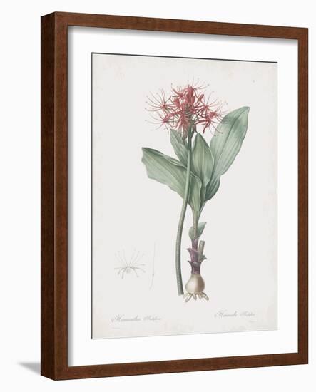 Haemanthus Multiflorus-Pierre Joseph Redoute-Framed Giclee Print