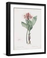 Haemanthus Multiflorus-Pierre Joseph Redoute-Framed Giclee Print