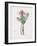 Haemanthus Multiflorus-Pierre Joseph Redoute-Framed Giclee Print