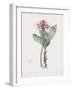 Haemanthus Multiflorus-Pierre Joseph Redoute-Framed Giclee Print