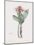 Haemanthus Multiflorus-Pierre Joseph Redoute-Mounted Giclee Print