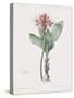 Haemanthus Multiflorus-Pierre Joseph Redoute-Stretched Canvas