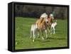 Haflinger horse mares and foals running in meadow. England, UK-Ernie Janes-Framed Stretched Canvas