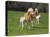 Haflinger horse mares and foals running in meadow. England, UK-Ernie Janes-Stretched Canvas