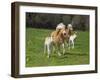 Haflinger horse mares and foals running in meadow. England, UK-Ernie Janes-Framed Photographic Print