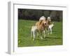 Haflinger horse mares and foals running in meadow. England, UK-Ernie Janes-Framed Photographic Print