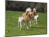 Haflinger horse mares and foals running in meadow. England, UK-Ernie Janes-Mounted Photographic Print