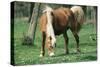 Haflinger Horse Pony, Mare-null-Stretched Canvas