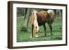 Haflinger Horse Pony, Mare-null-Framed Photographic Print