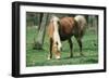 Haflinger Horse Pony, Mare-null-Framed Photographic Print