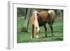 Haflinger Horse Pony, Mare-null-Framed Photographic Print