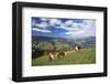 Haflinger horses on a mountain pasture, Valle d'Isarco, Dolomites, Province of Trento, Italy-null-Framed Art Print