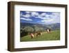 Haflinger horses on a mountain pasture, Valle d'Isarco, Dolomites, Province of Trento, Italy-null-Framed Art Print