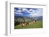 Haflinger horses on a mountain pasture, Valle d'Isarco, Dolomites, Province of Trento, Italy-null-Framed Art Print