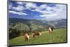 Haflinger horses on a mountain pasture, Valle d'Isarco, Dolomites, Province of Trento, Italy-null-Mounted Art Print