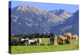 Haflinger horses on pasture at Allgaeu Alps, Allgaeu, Swabia, Bavaria, Germany-null-Stretched Canvas