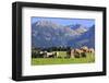 Haflinger horses on pasture at Allgaeu Alps, Allgaeu, Swabia, Bavaria, Germany-null-Framed Art Print