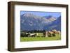 Haflinger horses on pasture at Allgaeu Alps, Allgaeu, Swabia, Bavaria, Germany-null-Framed Art Print