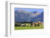 Haflinger horses on pasture at Allgaeu Alps, Allgaeu, Swabia, Bavaria, Germany-null-Framed Art Print