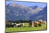 Haflinger horses on pasture at Allgaeu Alps, Allgaeu, Swabia, Bavaria, Germany-null-Mounted Art Print