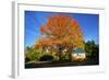 Haida Gwaii, British Columbia. a Massive Oak Tree in Port Clements Dwarfs a Small House-Richard Wright-Framed Photographic Print