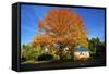 Haida Gwaii, British Columbia. a Massive Oak Tree in Port Clements Dwarfs a Small House-Richard Wright-Framed Stretched Canvas