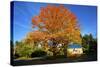 Haida Gwaii, British Columbia. a Massive Oak Tree in Port Clements Dwarfs a Small House-Richard Wright-Stretched Canvas