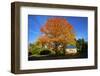 Haida Gwaii, British Columbia. a Massive Oak Tree in Port Clements Dwarfs a Small House-Richard Wright-Framed Photographic Print