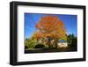 Haida Gwaii, British Columbia. a Massive Oak Tree in Port Clements Dwarfs a Small House-Richard Wright-Framed Photographic Print