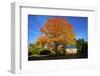 Haida Gwaii, British Columbia. a Massive Oak Tree in Port Clements Dwarfs a Small House-Richard Wright-Framed Photographic Print